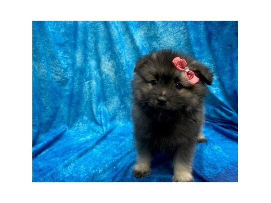 Keeshond-DOG-Female-Black / Silver-13979-Petland Pensacola, Florida