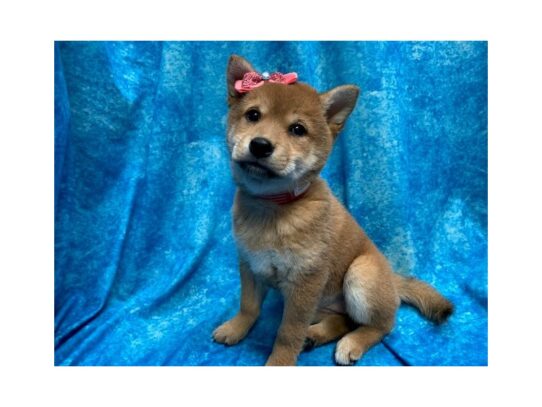 Shiba Inu DOG Female Red Sesame 13981 Petland Pensacola, Florida