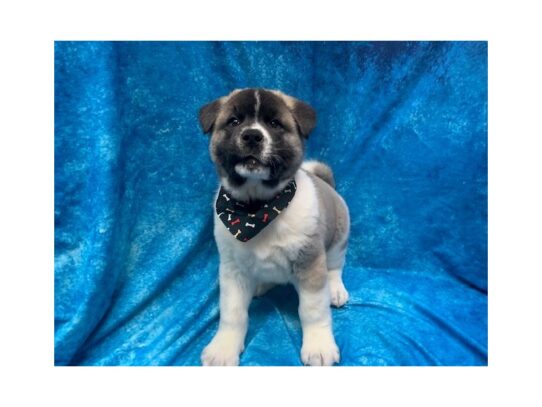 Akita DOG Male Black 14011 Petland Pensacola, Florida