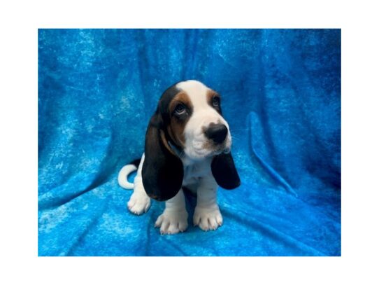 Basset Hound DOG Male Black Tan / White 14002 Petland Pensacola, Florida