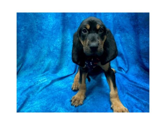 Bloodhound DOG Female Black / Tan 13999 Petland Pensacola, Florida