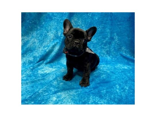 French Bulldog-DOG-Male-Black Brindle-14016-Petland Pensacola, Florida