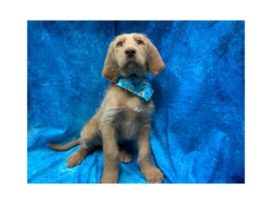 Labradoodle-DOG-Male-Tan-14008-Petland Pensacola, Florida