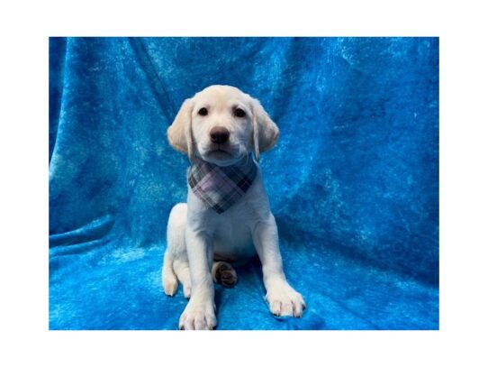 Labrador Retriever-DOG-Female-Yellow-13996-Petland Pensacola, Florida