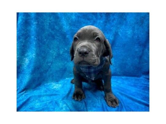 Neapolitan Mastiff DOG Male Blue 14012 Petland Pensacola, Florida