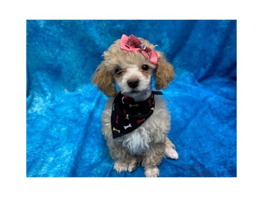 Poodle DOG Female Apricot 13997 Petland Pensacola, Florida