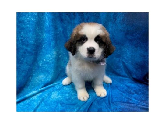 Saint Bernard DOG Female Brown / White 14003 Petland Pensacola, Florida