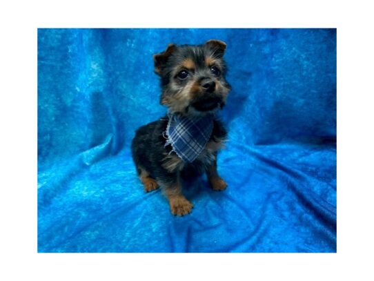 Silkie Terrier-DOG-Male-Black/Tan-14014-Petland Pensacola, Florida