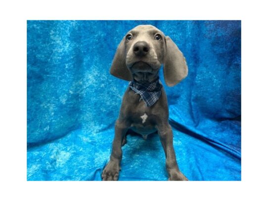 Weimaraner DOG Male Blue 14006 Petland Pensacola, Florida