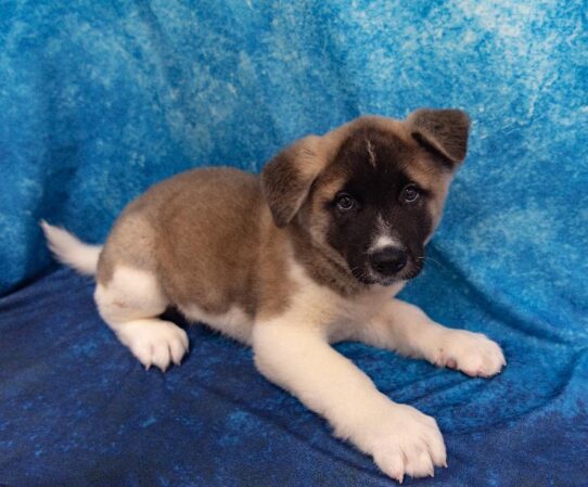 Akita DOG Male Brown 1192 Petland Pensacola, Florida