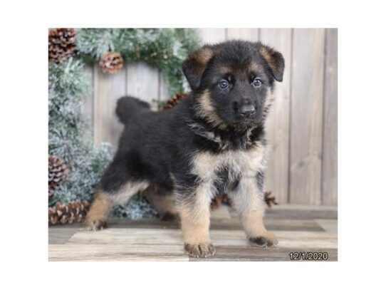 German Shepherd Dog DOG Female Black / Tan 14036 Petland Pensacola, Florida