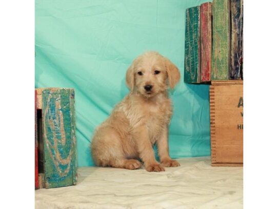 Poodle/Labrador Retriever-DOG-Male-Yellow-14023-Petland Pensacola, Florida