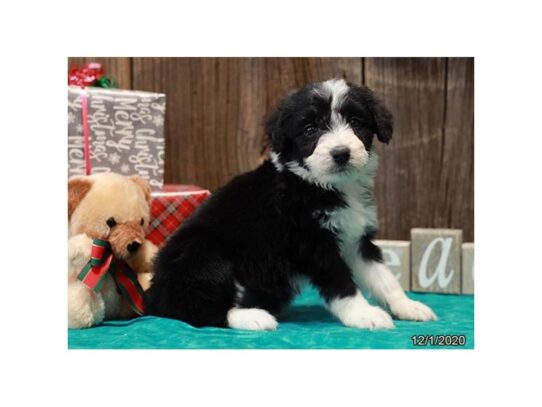 Aussiepoo-DOG-Female-Black-14032-Petland Pensacola, Florida