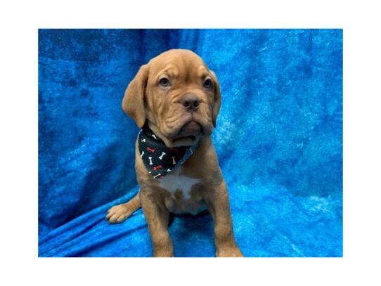 Dogue De Bordeaux-DOG-Female-Red-14034-Petland Pensacola, Florida