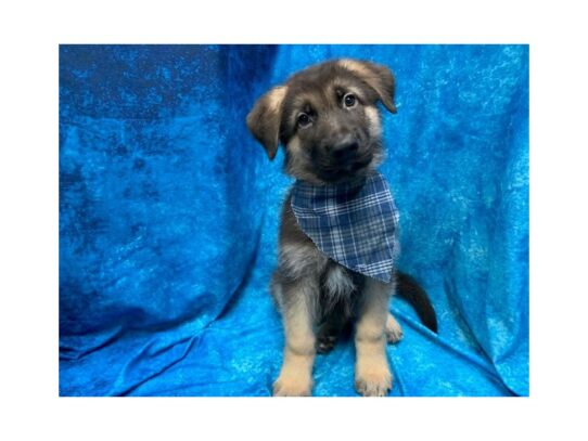 German Shepherd-DOG-Male-Black and Tan-14024-Petland Pensacola, Florida
