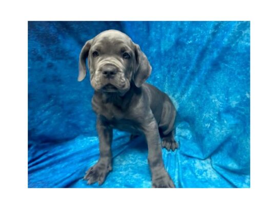 Neapolitan Mastiff DOG Male Blue 14037 Petland Pensacola, Florida