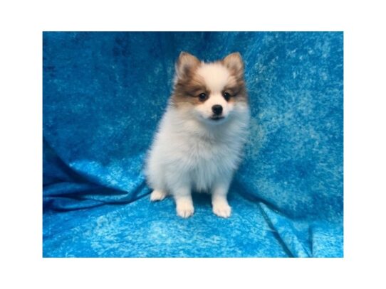 Pomeranian DOG Female Sable / White 14033 Petland Pensacola, Florida