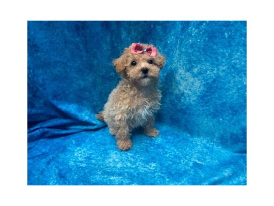 Poodle/Bichon-DOG-Female-Apricot-14035-Petland Pensacola, Florida