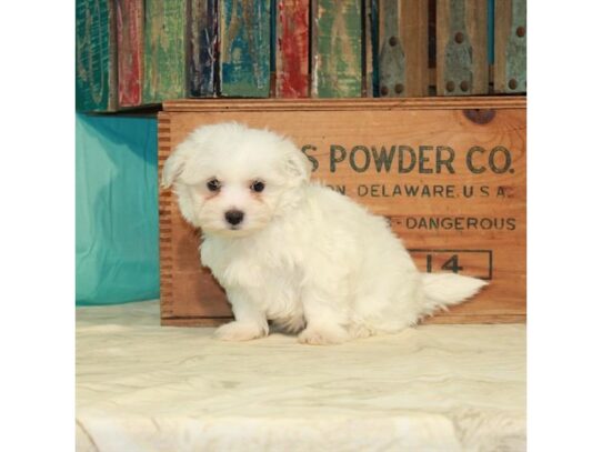 Maltese DOG Male White 14054 Petland Pensacola, Florida