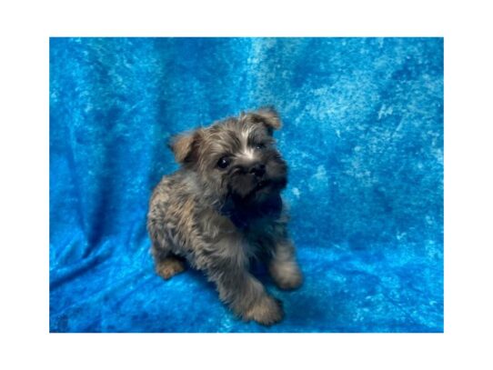 Cairn Terrier DOG Male Wheaten 14049 Petland Pensacola, Florida