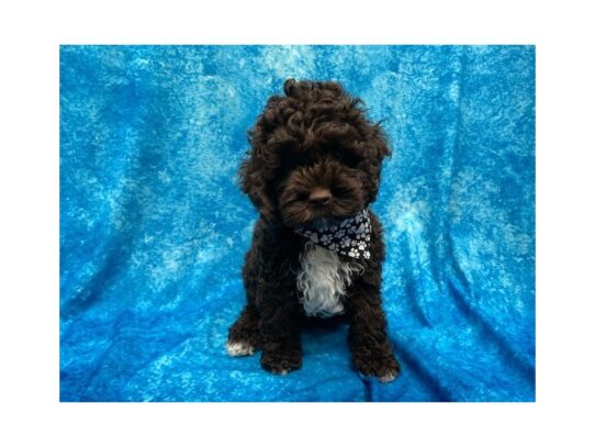 Cock A Poo-DOG-Male-Chocolate-14047-Petland Pensacola, Florida