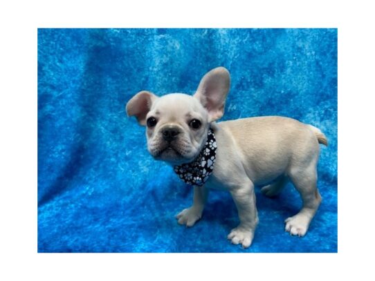 French Bulldog-DOG-Male-Cream-14040-Petland Pensacola, Florida