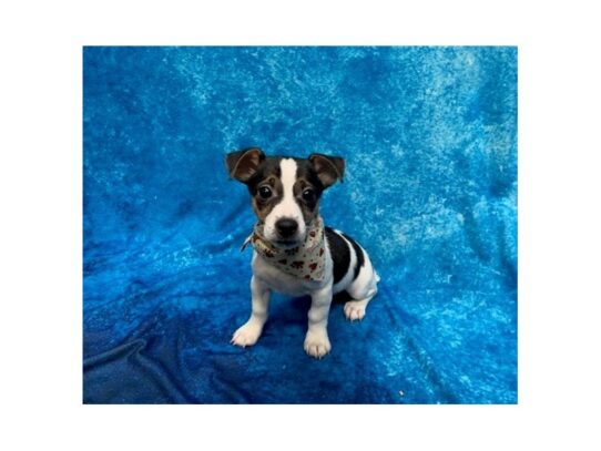 Jack Russell Terrier-DOG-Female-Black / White-14058-Petland Pensacola, Florida