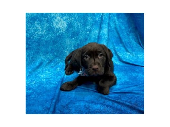 Labrador Retriever-DOG-Female-Chocolate-14053-Petland Pensacola, Florida