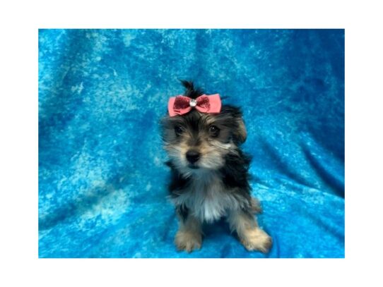 Maltese/Yorkie-DOG-Female-Black / Tan-14056-Petland Pensacola, Florida