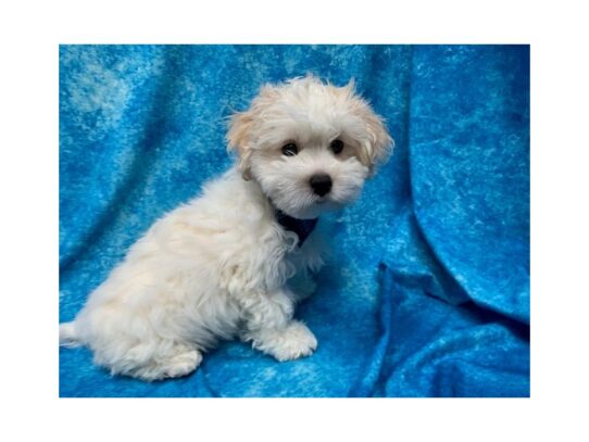 Teddy Bear-DOG-Male-White / Cream-14046-Petland Pensacola, Florida
