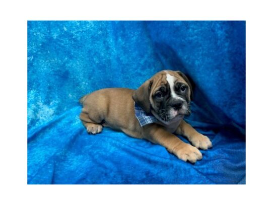 Victorian Bulldog DOG Male Red/White/Black Markings 14055 Petland Pensacola, Florida