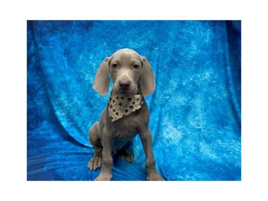 Weimaraner DOG Male Gray 14044 Petland Pensacola, Florida