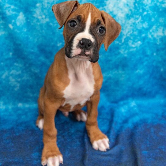 Boxer-DOG-Male-Fawn-1186-Petland Pensacola, Florida