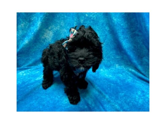 Cock A Poo DOG Female Black 14073 Petland Pensacola, Florida