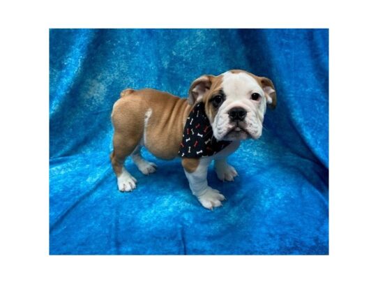 Bulldog/Bulldog-Beagle-DOG-Male-Red / White-14066-Petland Pensacola, Florida