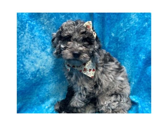 Mini Labradoodle DOG Female Blue Merle 14072 Petland Pensacola, Florida