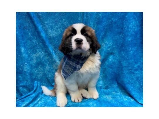 Saint Bernard DOG Male Brown / White 14064 Petland Pensacola, Florida