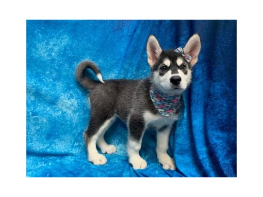 Alaskan Malamute DOG Female Black / White 14082 Petland Pensacola, Florida