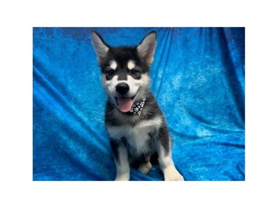 Alaskan Malamute DOG Male Black / White 14083 Petland Pensacola, Florida