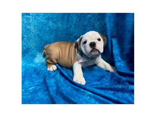 Bulldog-DOG-Female-Fawn-14084-Petland Pensacola, Florida