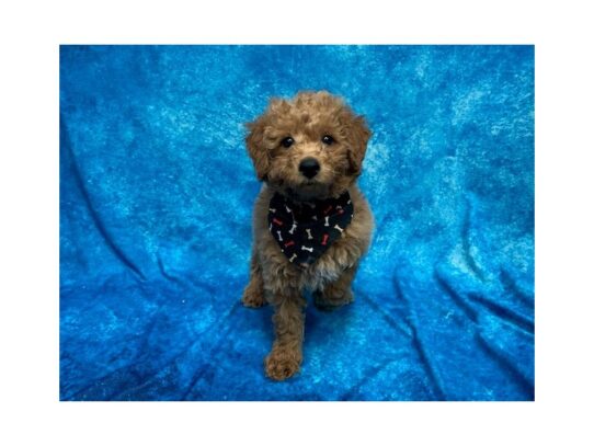 Goldendoodle Mini 2nd Gen-DOG-Male-Golden-14081-Petland Pensacola, Florida