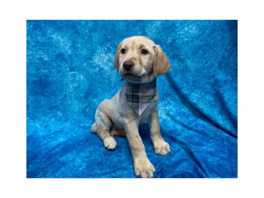 Labrador Retriever-DOG-Female-Yellow-14075-Petland Pensacola, Florida