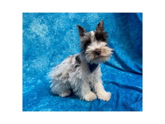 Miniature Schnauzer DOG Male Chocolate Merle 14076 Petland Pensacola, Florida