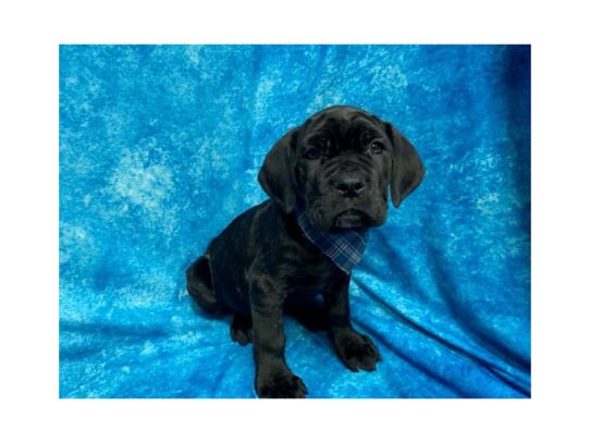 Neapolitan Mastiff DOG Male Black 14078 Petland Pensacola, Florida