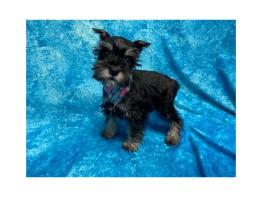 Miniature Schnauzer DOG Female Black / Silver 14077 Petland Pensacola, Florida