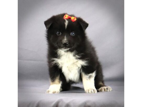 Pomsky-DOG-Female-Black/White/Tan-14088-Petland Pensacola, Florida