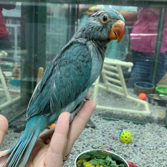 Indian Ringneck BIRD Unknown 1214 Petland Pensacola, Florida