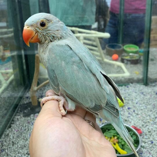 Indian Ringneck-BIRD-Unknown--1215-Petland Pensacola, Florida