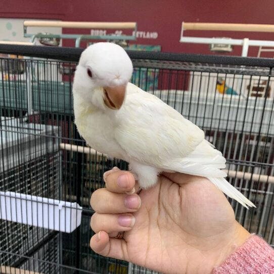 Quaker-BIRD-Male-Albino-1165-Petland Pensacola, Florida