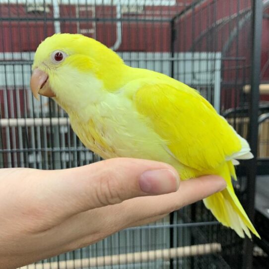 Quaker-BIRD-Female-Lutino-1164-Petland Pensacola, Florida